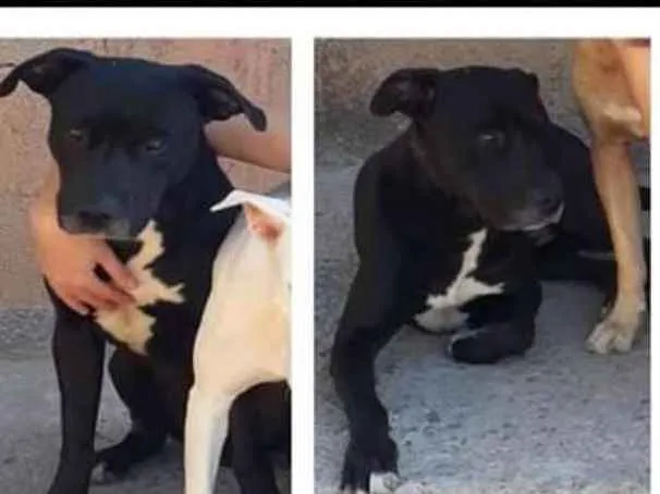 Cachorro ra a Mestiço de pitbull idade 4 anos nome Brutus