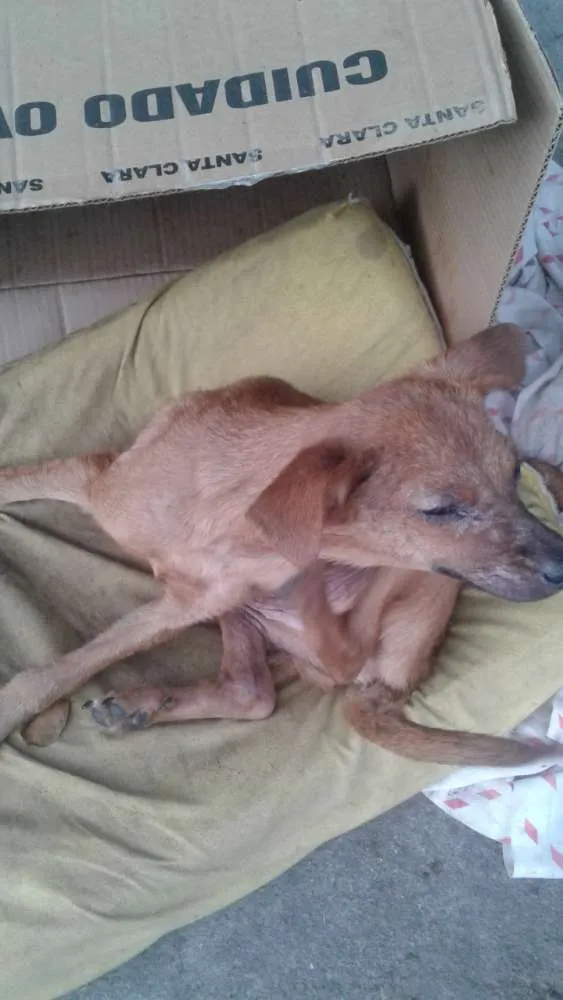 Cachorro raça Sem nome  idade 2 a 6 meses nome Sem  raça 