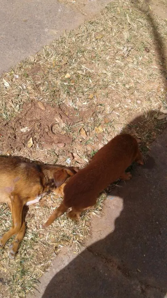 Cachorro raça Sem nome  idade 2 a 6 meses nome Sem  raça 