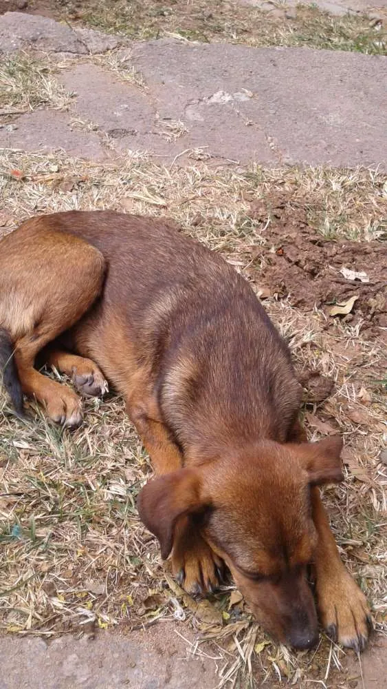 Cachorro raça Sem nome  idade 2 a 6 meses nome Sem  raça 