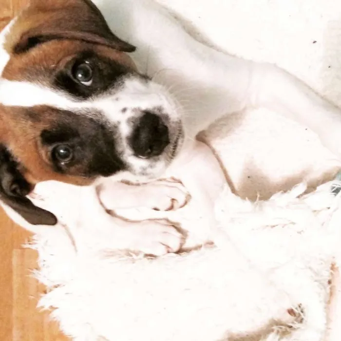 Cachorro ra a Beagle Lata idade 2 a 6 meses nome PATACORI