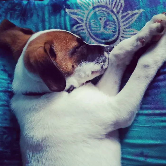 Cachorro ra a Beagle Lata idade 2 a 6 meses nome PATACORI
