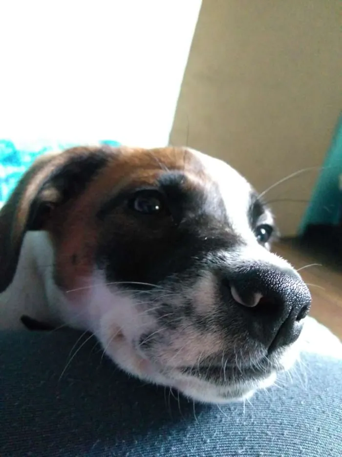 Cachorro ra a Beagle Lata idade 2 a 6 meses nome PATACORI