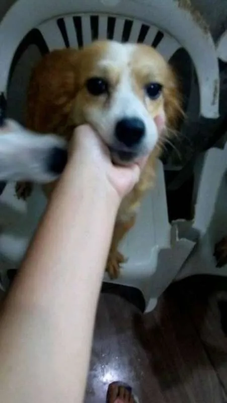 Cachorro ra a Vira lata idade 4 anos nome Banata