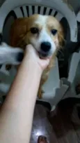Banata