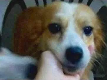 Cachorro ra a Vira lata idade 4 anos nome Banata