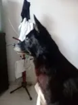 Xuxu
