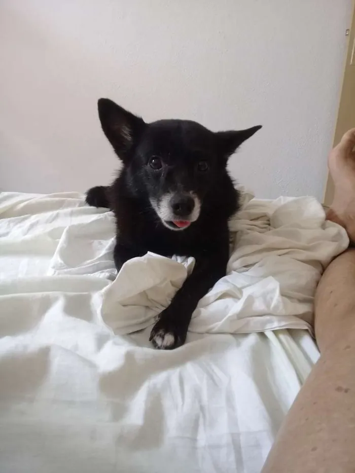 Cachorro ra a srd idade 5 anos nome Xuxu