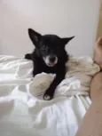 Xuxu