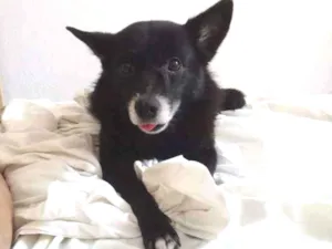 Cachorro raça srd idade 5 anos nome Xuxu
