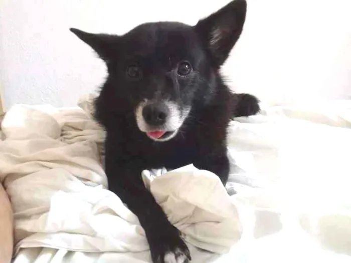 Cachorro ra a srd idade 5 anos nome Xuxu