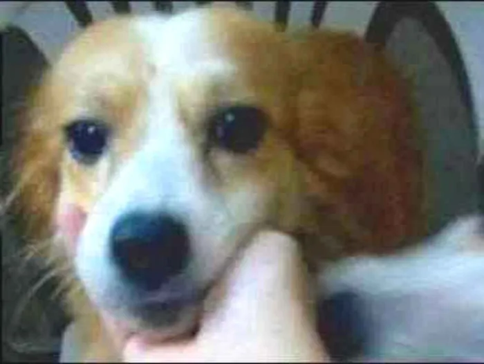 Cachorro ra a Vira lata idade 4 anos nome Banata