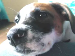 Cachorro raça Beagle Lata idade 2 a 6 meses nome PATACORI