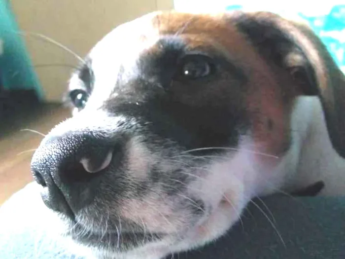Cachorro ra a Beagle Lata idade 2 a 6 meses nome PATACORI