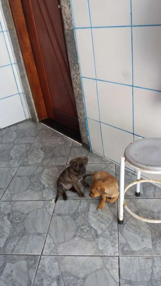Cachorro ra a Indefinida idade 2 a 6 meses nome Dandara