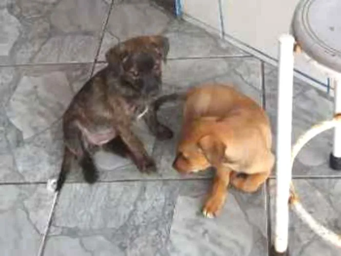 Cachorro ra a Indefinida idade 2 a 6 meses nome Dandara