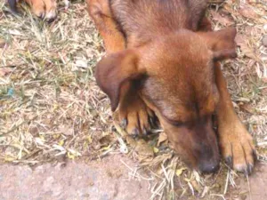 Cachorro raça Sem nome  idade 2 a 6 meses nome Sem  raça 