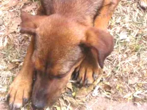 Cachorro raça Sem nome  idade 2 a 6 meses nome Sem  raça 