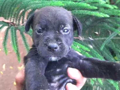 Cachorro raça desconhecido idade Abaixo de 2 meses nome indefinido