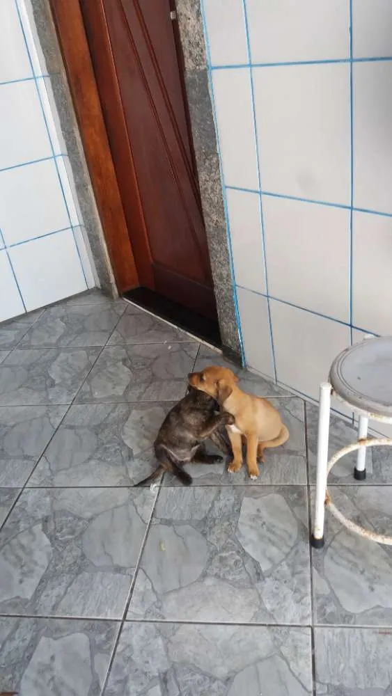 Cachorro ra a Indefinida idade 2 a 6 meses nome Pandora