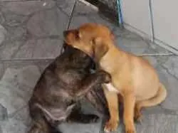 Cachorro ra a Indefinida idade 2 a 6 meses nome Pandora