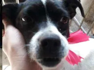 Cachorro raça Pinscher idade 3 anos nome Eleven