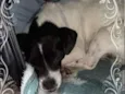 Mónica