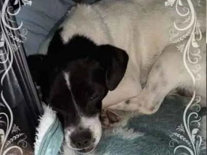 Cachorro ra a Pinscher idade 3 anos nome Mónica