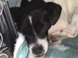 Cachorro raça Pinscher idade 3 anos nome Mónica