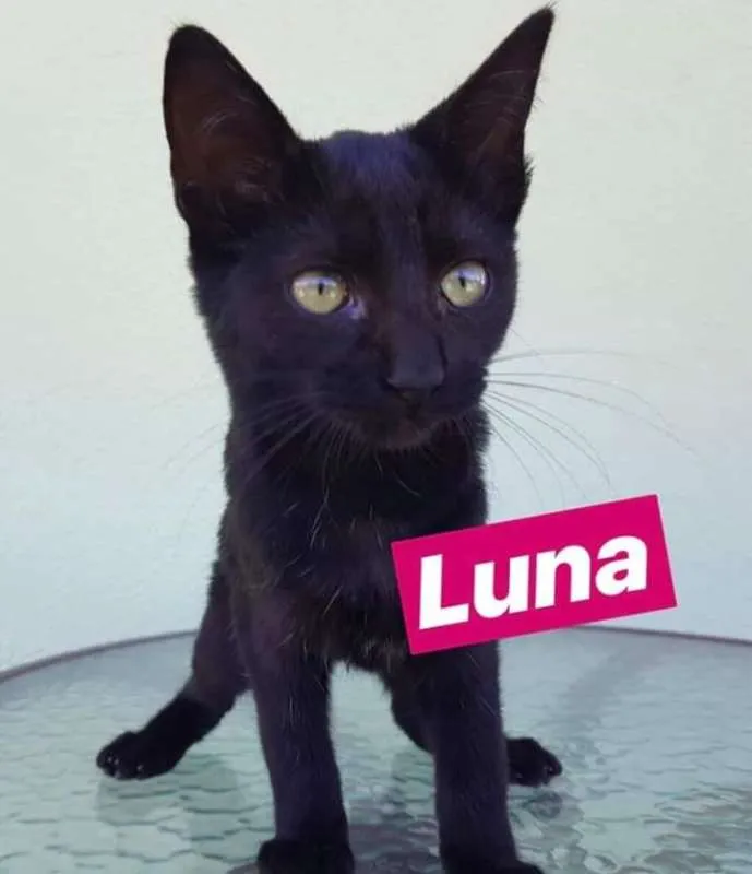 Gato ra a SRD idade 2 a 6 meses nome Luna