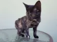 Mia