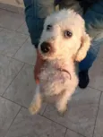 Mel