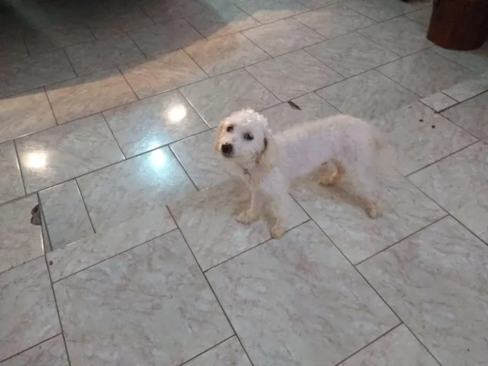 Cachorro ra a Poodle idade 5 anos nome Mel