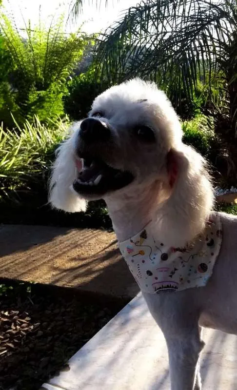 Cachorro ra a Poodle idade 5 anos nome Mel
