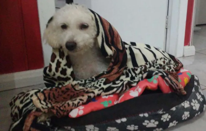 Cachorro ra a Poodle idade 5 anos nome Mel
