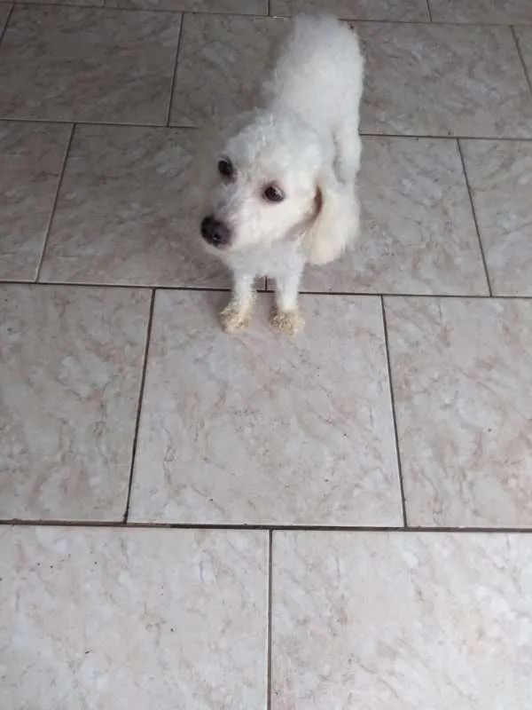 Cachorro ra a Poodle idade 5 anos nome Mel