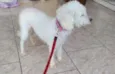 Mel