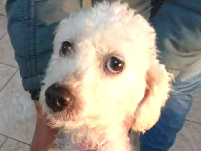 Cachorro ra a Poodle idade 5 anos nome Mel