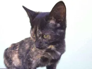 Gato raça SRD idade 2 a 6 meses nome Mia