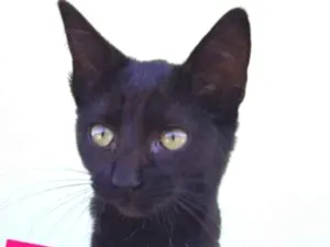 Gato raça SRD idade 2 a 6 meses nome Luna