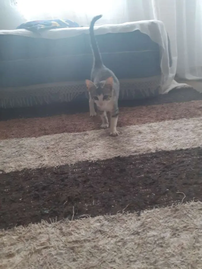 Gato ra a Srd idade 2 a 6 meses nome Gato