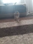 Gato
