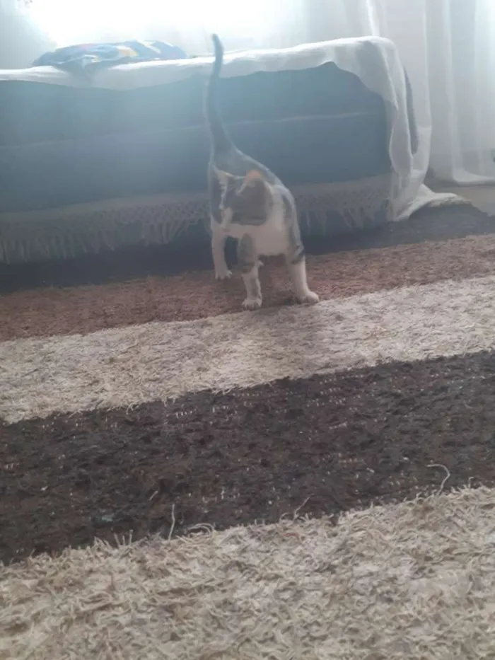 Gato ra a Srd idade 2 a 6 meses nome Gato