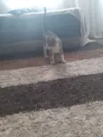 Gato