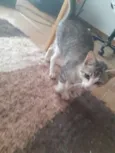 Gato