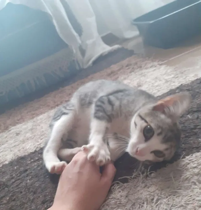 Gato ra a Srd idade 2 a 6 meses nome Gato