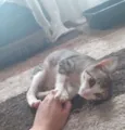 Gato