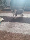 Gato