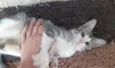 Gato