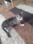 Gato